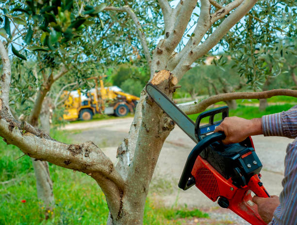 Tree Removal for Businesses in Shannon Hills, AR